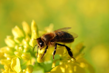 closeup of a bee on mustard flowerの写真素材