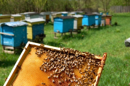bees on honeycomb