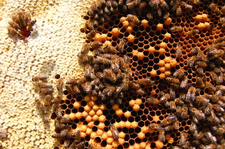 bees on honeycombの写真素材