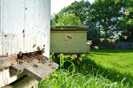 Plenty of bees at the entrance of beehive in apiary in the springtimeの写真素材