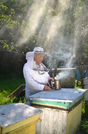Experienced senior apiarist in his apiary setting a fire in a bee smoker