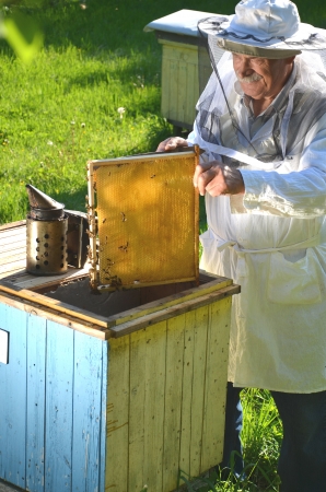 Experienced senior beekeeper working in his apiary in the springtime