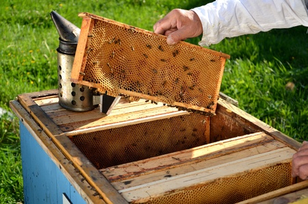 Experienced senior beekeeper working in his apiary in the springtime
