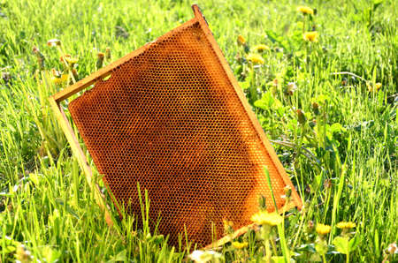 honeycomb frame on a spring meadow