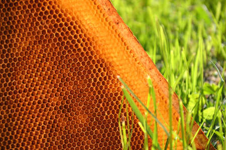 honeycomb frame on a spring meadow