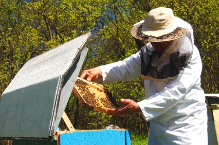 Experienced senior beekeeper working in his apiary