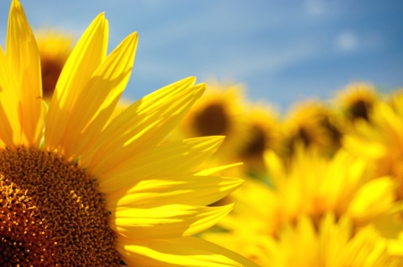 Beautiful sunflowers の写真素材