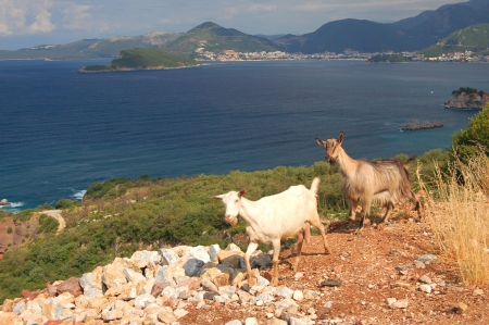Picturesque scene of goats on adriatic coast of Montenegroの写真素材
