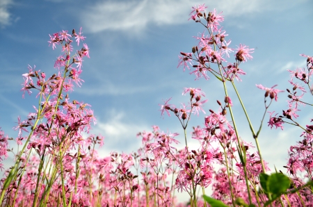 superb beautiful meadow of wildflowers against blue skyの写真素材