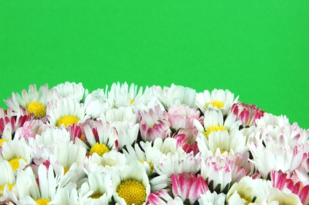 Daisy flowers on green backgroundの写真素材