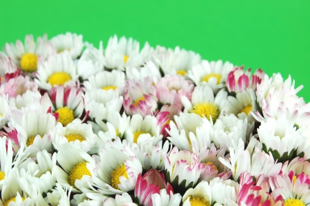 Daisy flowers on green backgroundの写真素材