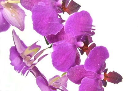 blurred pink orchidsの写真素材