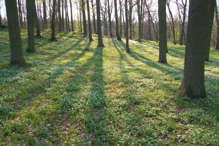 Forest in the springtimeの写真素材