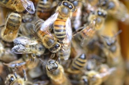 plenty of bees on honeycomb in the springtimeの写真素材