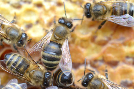 Bees on honeycombの写真素材