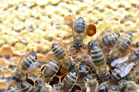 plenty of bees on honeycomb の写真素材