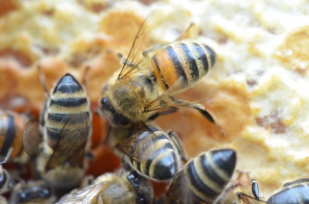 Bees on honeycombの写真素材