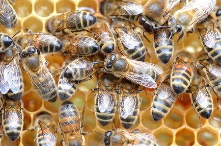 plenty of bees on honeycomb の写真素材