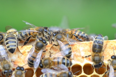 plenty of bees on honeycomb の写真素材