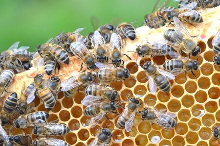 plenty of bees on honeycomb の写真素材