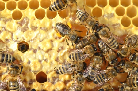 plenty of bees on honeycomb の写真素材