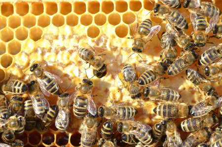 plenty of bees on honeycomb の写真素材