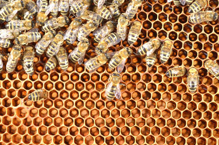 plenty of bees on honeycomb の写真素材