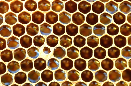 Honeycombの写真素材