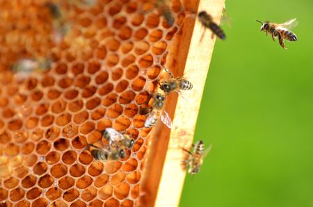 Bees on honeycombの写真素材