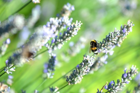 bumblebee on lavender flowersの写真素材