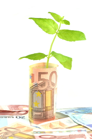 green plant growing out of banknotes isolated on whiteの写真素材