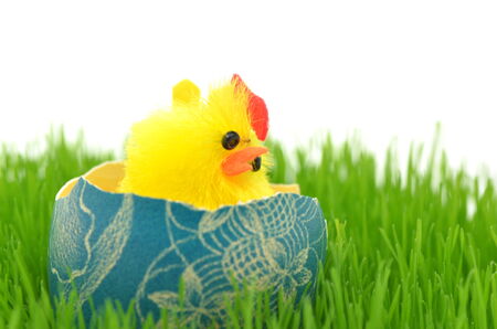 little easter chicken in easter egg on the grassの写真素材
