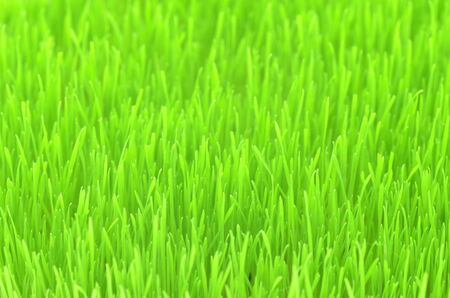 closeup of grass on a meadowの写真素材