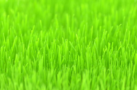 closeup of grass on a meadowの写真素材