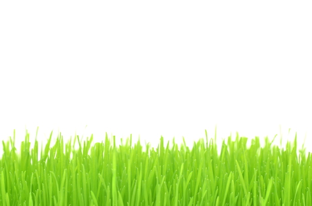 closeup of grass on a meadow isolated on whiteの写真素材