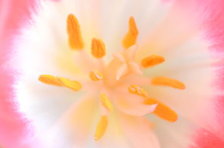 extreme closeup of inside of a beautiful pink tulipの写真素材