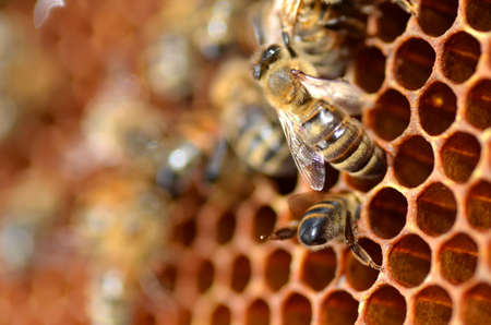 bees on honeycombの写真素材