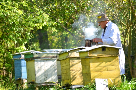 Experienced senior apiarist in his apiary setting a fire in a bee smoker