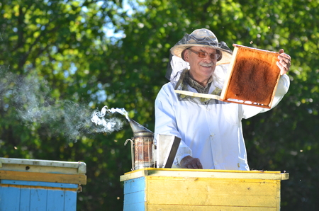 Experienced senior beekeeper making inspection in apiary after summer seasonの写真素材
