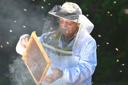 Experienced senior beekeeper making inspection in apiary after summer season