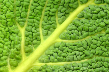 closeup of italian cabbage leaf の写真素材