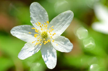 closeup of anemone flower in the morning dew of springtimeの写真素材