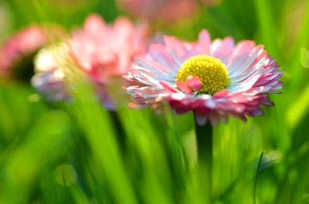 closeup of beautiful red daisies on a meadowの写真素材