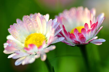 closeup of beautiful red daisies on a meadowの写真素材