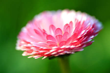 closeup of beautiful red daisies on a meadowの写真素材