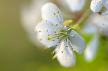 closeup of fresh cherry tree flowers の写真素材