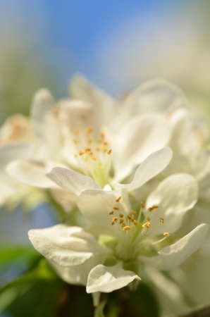 closeup of delicate fresh apple tree flowers の写真素材