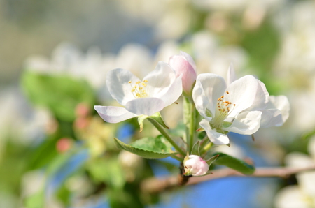 closeup of delicate fresh apple tree flowers の写真素材