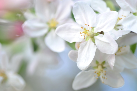 closeup of delicate fresh apple tree flowers の写真素材