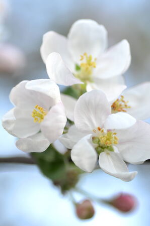 closeup of delicate fresh apple tree flowers の写真素材